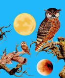 Iconalunis - 